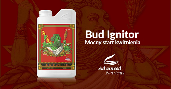 zdjęcie bud ignitor