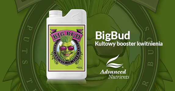 AN Big Bud