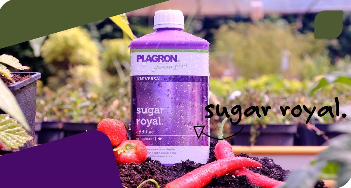 plagron_sugar_royal