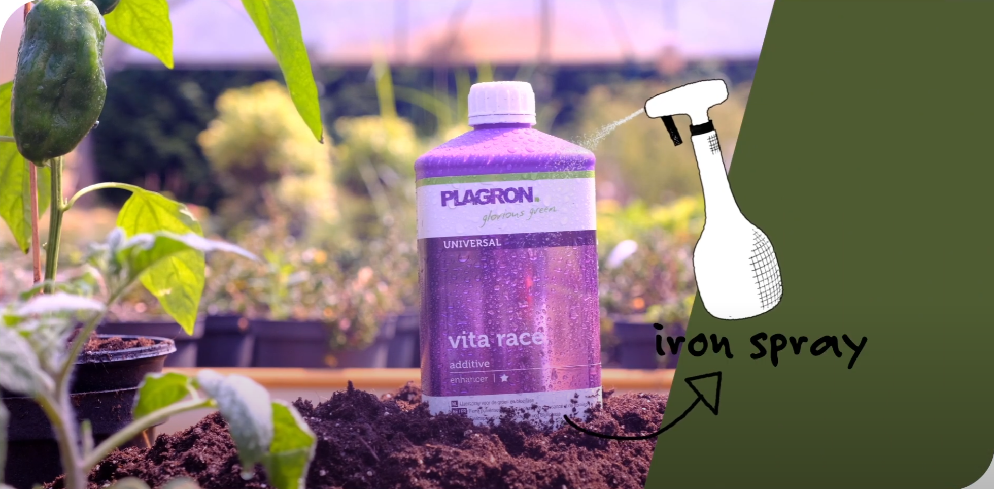 plagron vita race