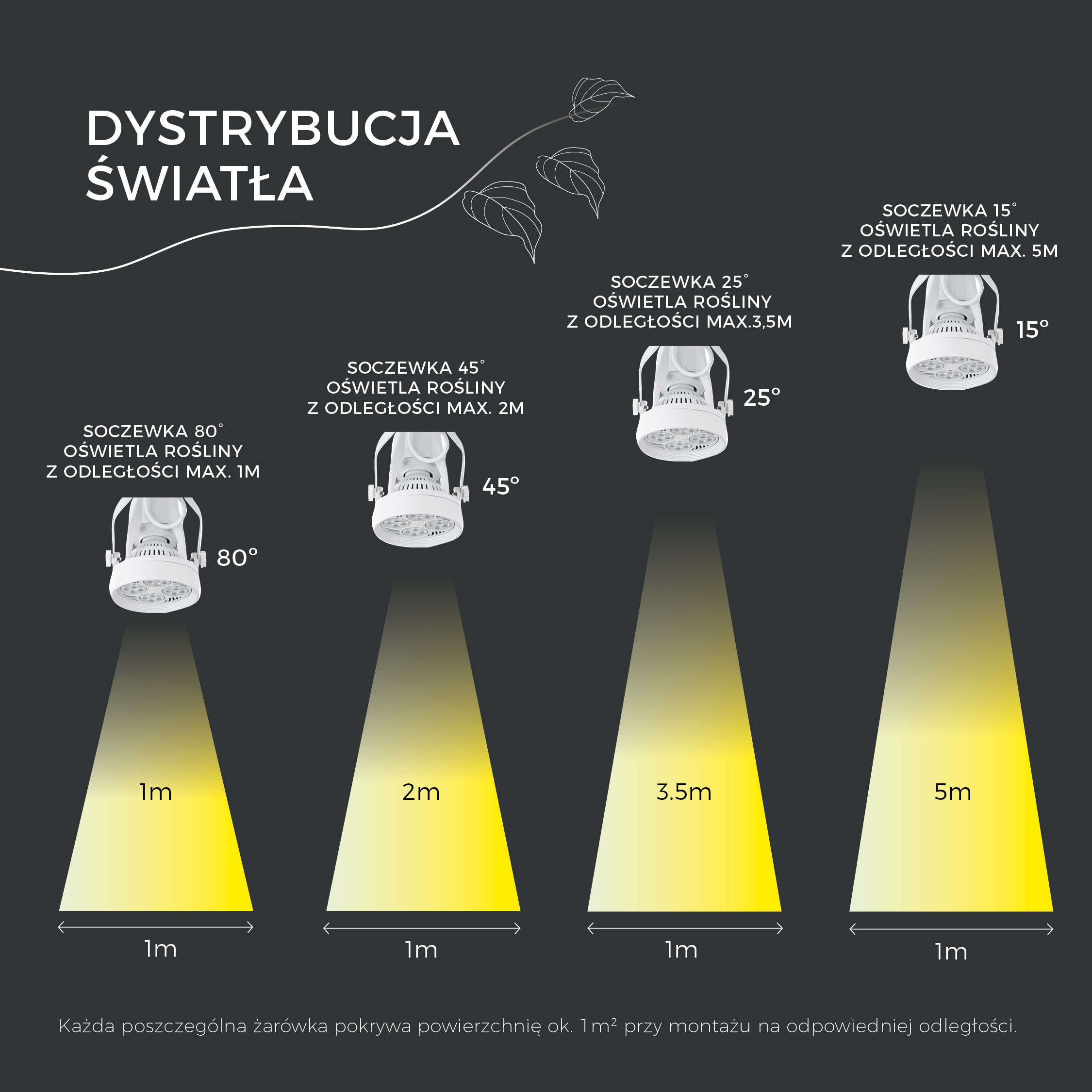 soczewki verticana rozkład