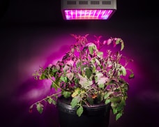 Przegrzanie upraw indoor przez lampę oświetleniową