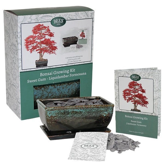 Zestaw do uprawy Bonsai Sweet Gum od nasiona w doniczce ozdobnej