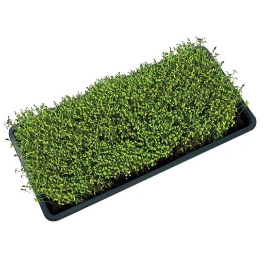 Taca uprawowa Garland do Microgreens | czarna z dziurami 56x28x3cm